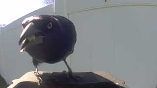 common grackle