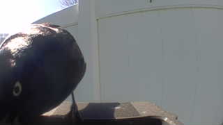 european starling