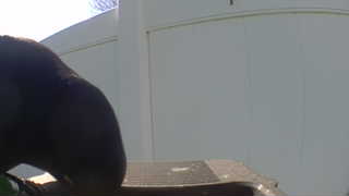 Unidentified clip