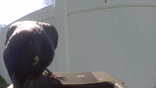 rock pigeon