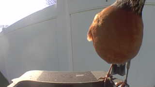 american robin
