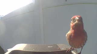 house finch