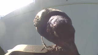 european starling