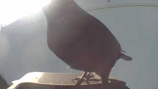 brown-headed cowbird