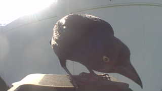 common grackle