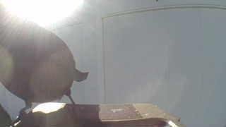 mourning dove