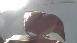 common raven