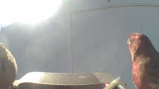 house finch