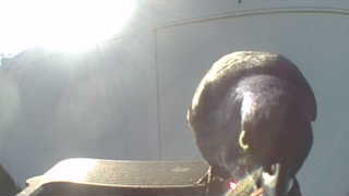 american crow