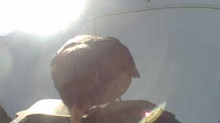 house sparrow