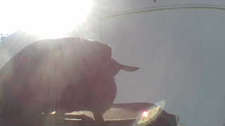 common grackle