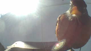 american robin