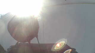 unknown bird
