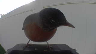 american robin