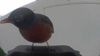 american robin