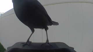 common grackle