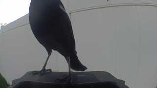 common grackle