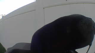american crow