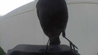 american crow
