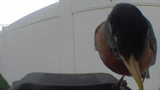 baltimore oriole