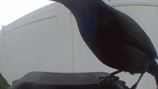 common grackle