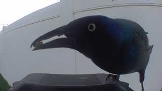 common grackle