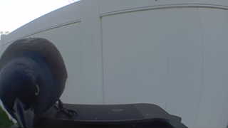 european starling