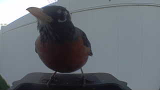 american robin