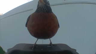 american robin