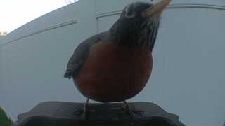 american robin