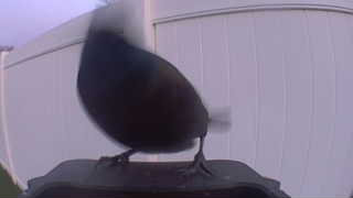 brown-headed cowbird