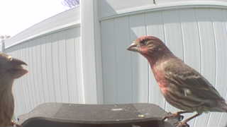 house finch