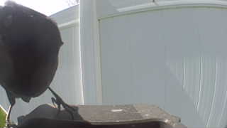 american robin