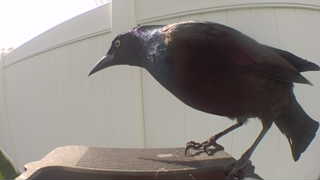 common grackle
