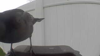 common grackle