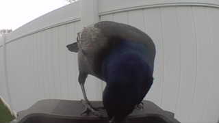 common grackle