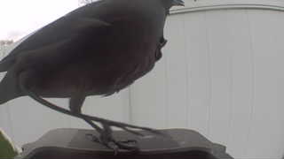 european starling