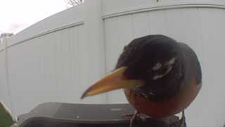 american robin