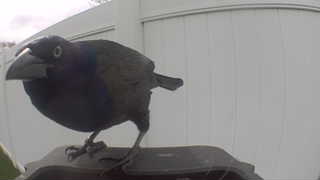 common grackle