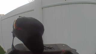 common grackle