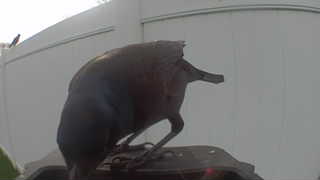 american crow