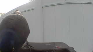 rock pigeon