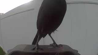 common grackle