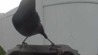 american crow