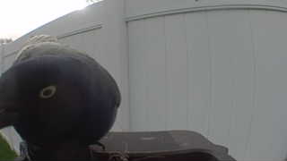 rock pigeon