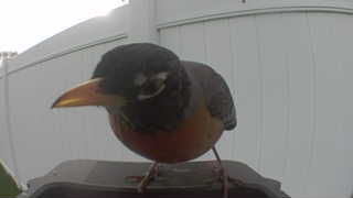 american robin
