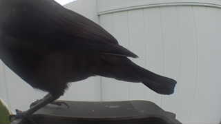 american crow