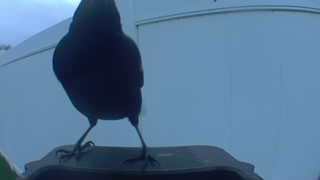 common grackle