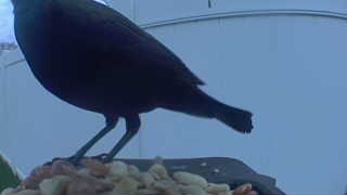 common grackle