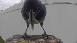 common grackle